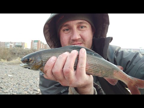 Видео: НЕ ДУМАЛ ЧТО ТАК ПОВЕЗЁТ. ЛОВЛЯ ВЕСЕННЕГО ХАРИУСА.