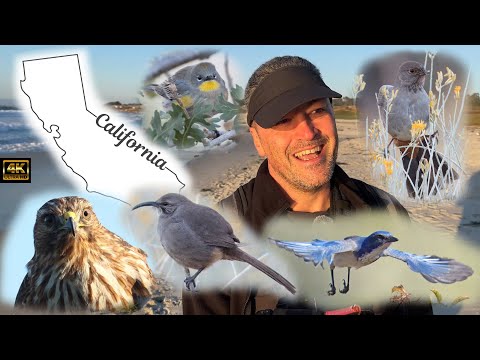 Видео: Наблюдение за птицами в Калифорнии. Часть 1. Монтерей. Начало мечты.