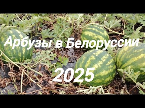 Видео: Арбузный сезон в Белоруссии 2025 итоги 