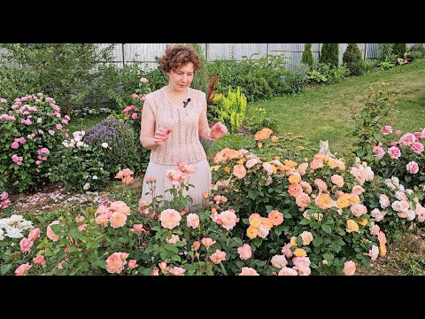 Видео: Розы и сад - большой обзор / июнь - октябрь 2024 / Roses in my garden 2024 /