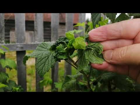 Видео: Болезнь Смородины? Эксперименты продолжаются!