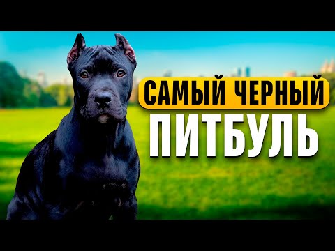 Видео: САМЫЙ ЧЕРНЫЙ ПИТБУЛЬ!ПРОГУЛКА, ИГРЫ, ЗНАКОМСТВО СО ЩЕНКАМИ!