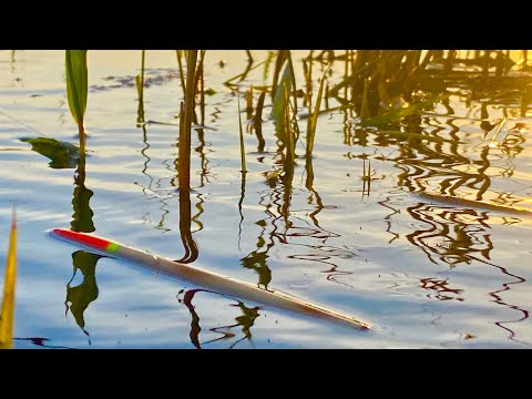 Видео: РЕЧКА ШИРИНОЙ 4 м И СТОЛЬКО РЫБЫ  рыбалка на поплавок весной на карася