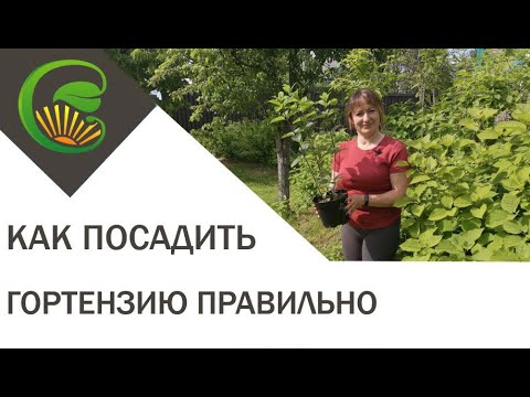 Видео: Как посадить гортензию правильно