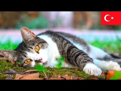Видео: 4 часа с кошками Стамбула: спокойные моменты в 4K