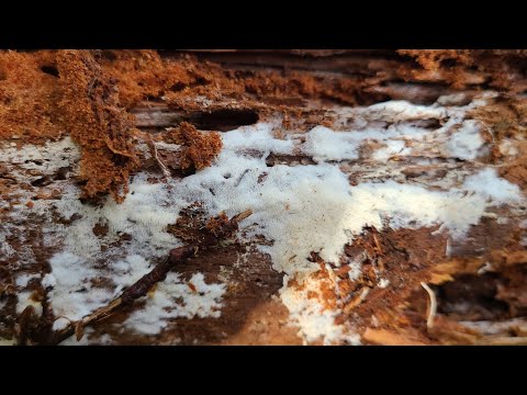 Видео: ПЛОДОРОДИЕ из леса