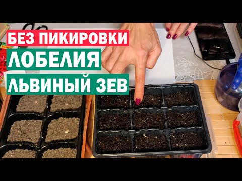 Видео: Очень просто!!! Выращивание без пикировки Лобелии и Львиного зева . Посев проверенным методом