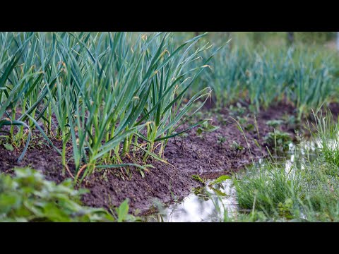 Видео: Вже друга обробка за Весну від Фузаріозу в Часнику.Попутно вношу Калій