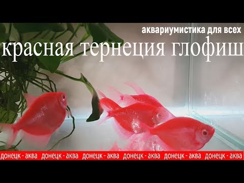 Видео: красная тернеция глофиш