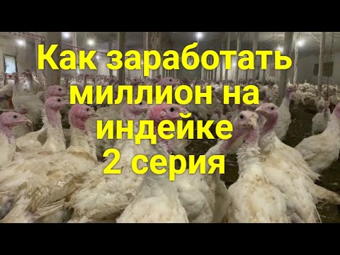 Видео: Как заработать миллион на индейке// В гости на семейную ферму к чете Сухацких 2 серия