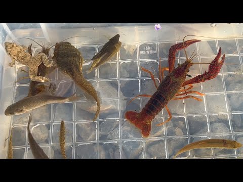 Видео: Ловите и наблюдайте за различными существами в японских реках. Лягушки, раки, рыба.