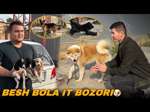 Видео: ФАРГОНА  БЕШБОЛА ИТ БОЗОРИ НАРХЛАРИ! Ферганский собачий рынок 2025