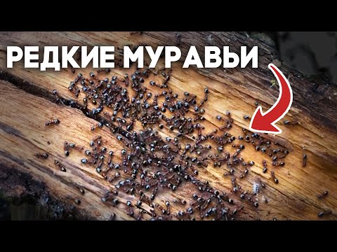 Видео: Муравьиные тропы и загадочные норы! В поисках муравьёв в Ботаническом саду \\ Димон и пумба