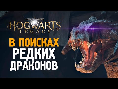 Видео: ДРАКОНЫ И БРАКОНЬЕРЫ - HOGWARTS LEGACY #12