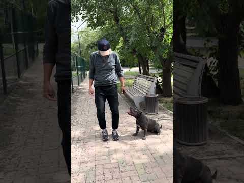 Видео: Агрессивная «Булли».