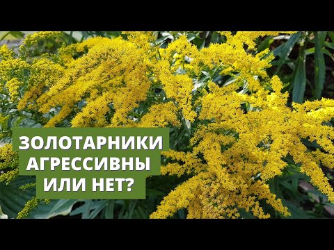 Видео: Золотарники, насколько они опасны