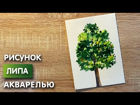 Видео: Как нарисовать липу карандашом и акварелью начинающим | Рисунок для детей