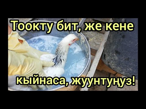 Видео: Тоок кенелеп кетсе "Кинмикс" менен жуунтсаңыз болот.