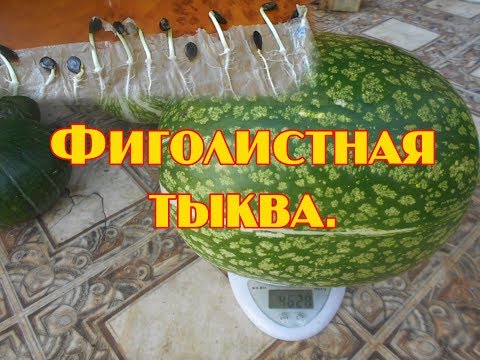 Видео: Тыква фиголистная