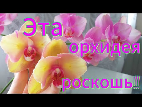 Видео: Первое цветение подростков!Яблонька👏 и Уточка (Абель)🥲!#орхидеи #orchid #flowers #цветы 