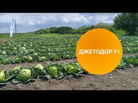 Видео: ДЖЕТОДОР F1 | Овощная усадьба