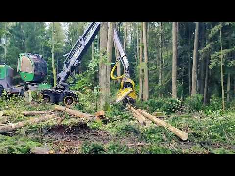 Видео: Заготовка леса: с чего начинается качество пиломатериалов | SEMALDREV