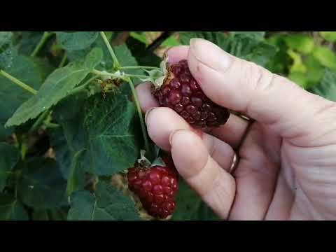Видео: Ежемалина Тайберри Букингем, 22.06.23