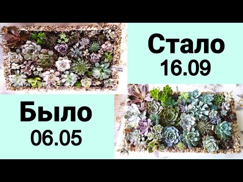 Видео: Суккулентный садик 🌵♥️/ Как вырос за 4 месяца❗