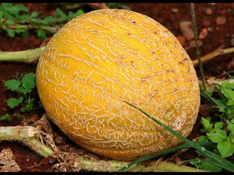 Видео: Поместила Семена В Морозильную Камеру, И Вот Что Получилось... Посев Дыни На Рассаду.