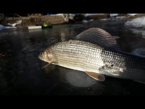 Видео: Ловля Хариуса зимой.