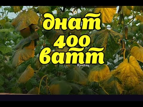 Видео: СТОИТ ЛИ ДОСВЕЧИВАТЬ ОГУРЦЫ?РЕЗУЛЬТАТ ЭКСПЕРИМЕНТА!