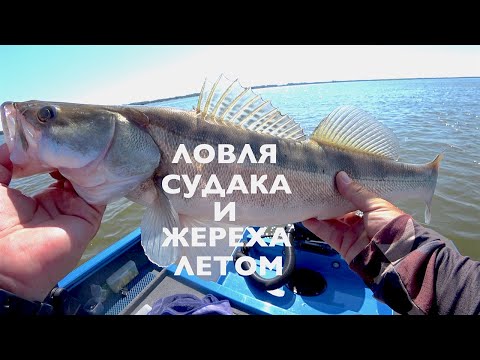 Видео: Ловля судака и жереха в летнюю жару. Zetrix Hellhound Dark Blood LSE. 