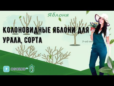 Видео: Колоновидные яблони для урала, сорта