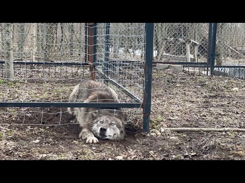 Видео: Волк Акела устроил побег‼️ Логово для Арктической Волчицы готово ✅