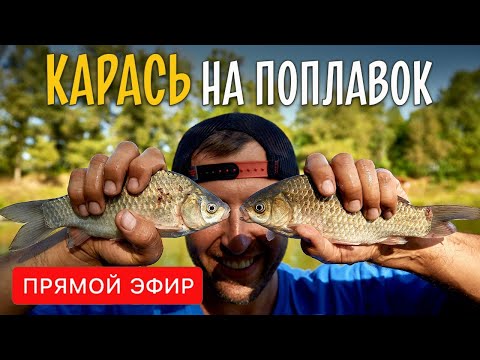 Видео: КАРАСЬ НА ПОПЛАВОК. Выбор места и снастей, тактика ловли и нюансы оснастки. Прямой эфир