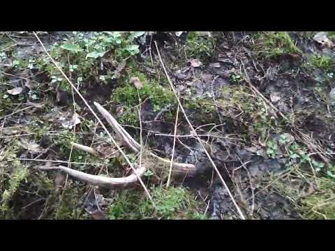 Видео: #15-24 Поиск рогов в Налибокской пуще , март 2024,  poroże 2024