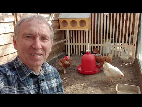 Видео: В Германии купили кур