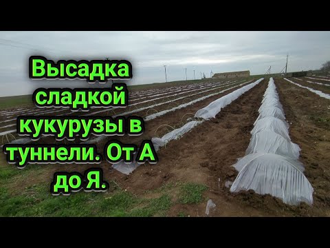 Видео: Сладкая кукуруза. Высажуем в тунелли под пленку.