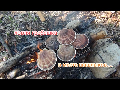 Видео: Дайвинг в Приморье.Морские гребешки. Дайвинг для начинающих. жизнь в Приморье.