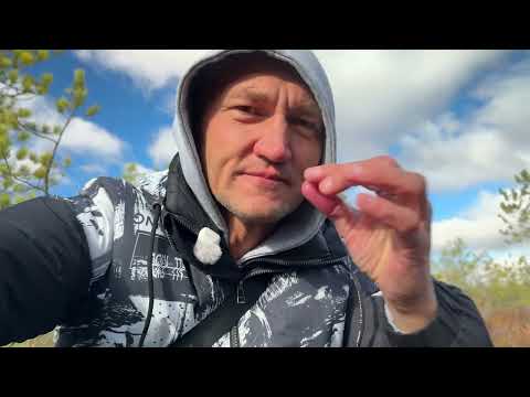 Видео: Руки окрасились, как отмывать😳. Прогулка по болоту, нашли крупную голубику👍💪