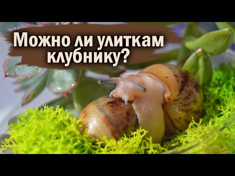 Видео: РАСПАКОВКА ПОСЫЛКИ С УЛИТКАМИ И НЕ ТОЛЬКО