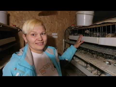 Видео: Разведение перепелов без прилития новой крови