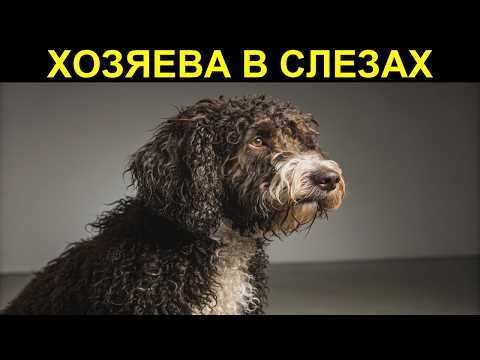 Видео: 🐕 СТРАХ или СТЫД Настоящая причина, почему ваша собака ПРЯЧЕТ морду от вас