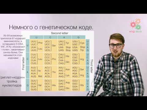 Видео: Реализация геномной информации. Трансляция. Введение в синтез белка