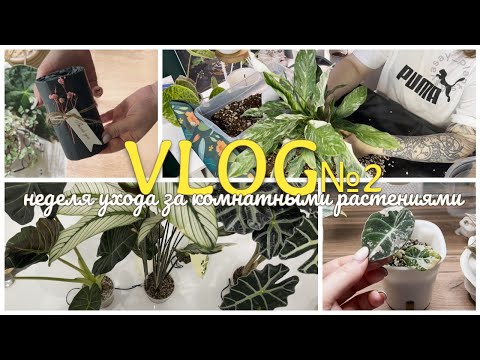 Видео: ВЛОГ №2 | Неделя ухода за КОМНАТНЫМИ РАСТЕНИЯМИ