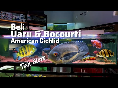Видео: Купите рыбу Jumbo Uaru и американскую цихлиду Bocourti в Центре декоративных рыб Cimahi