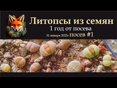 Видео: Литопсы из семян, посев №1, год от посева