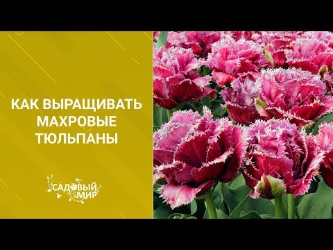 Видео: Как выращивать махровые тюльпаны