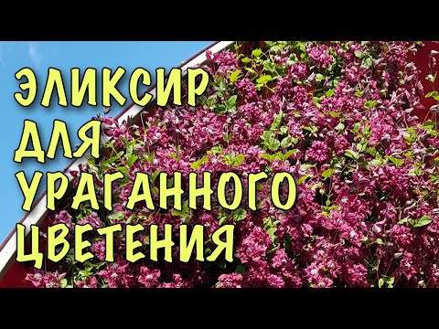 Видео: ХВАТИТ МУЧИТЬ КЛЕМАТИСЫ! Пролейте их МОЛОКОМ! Превратятся В МОЩНЫЕ ЛИАНЫ С ЦВЕТАМИ!
