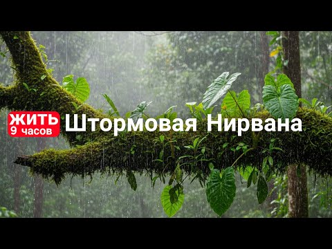 Видео: Штормовая Нирвана — 9 часов идеального сна под тропический дождь